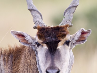 Eland bull portrait