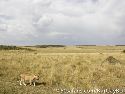 Stormy lioness