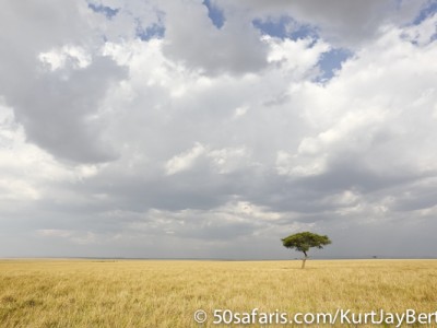 Solitary tree in the Masai Mara