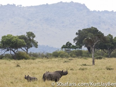 Black rhino and calf in the Masai Mara