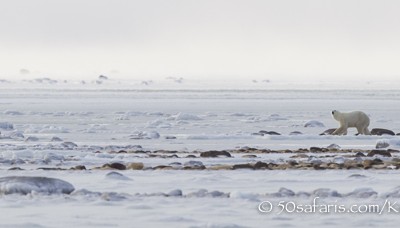 Polar Bear, ice bear, safari, photo safari, photographic safari, photo tour, wildlife photographic safari, canada, churchill, exclusive, kurt jay bertels, polar bear safari, 50 safaris, 50 photographic safaris, northern lights, aurora borealis, forest, tundra