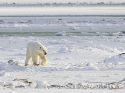 Polar bear, arctic, climate change, global warming, safari, photo safari, photographic safari, photo tour, bear, white, ice, photograph, wildlife photography, churchill, manitoba, canada, Kurt Jay Bertels