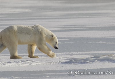 Polar bear, arctic, climate change, global warming, safari, photo safari, photographic safari, photo tour, bear, white, ice, photograph, wildlife photography, churchill, manitoba, canada, Kurt Jay Bertels