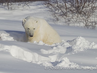 Polar bear, arctic, climate change, global warming, safari, photo safari, photographic safari, photo tour, bear, white, ice, photograph, wildlife photography, churchill, manitoba, canada, Kurt Jay Bertels