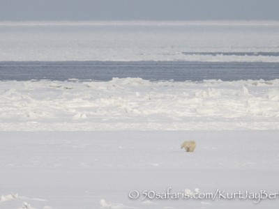 Polar Bear, ice bear, safari, photo safari, photographic safari, photo tour, wildlife photographic safari, canada, churchill, exclusive, kurt jay bertels, polar bear safari, 50 safaris, 50 photographic safaris, northern lights, aurora borealis, forest, tundra, hunt, hunting seals, seal, breathing hole