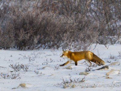 polar bear, fox, arctic fox, red fox, ice bear, bear, canada, churchill, hudson bay, ice, freeze, northern lights, aurora borealis, kurt jay bertels, ptarmigan, safari, photo safari, photographic safari, 50 safaris, 50 photographic safaris, photo tour, photo workshop, photo lessons, tundra