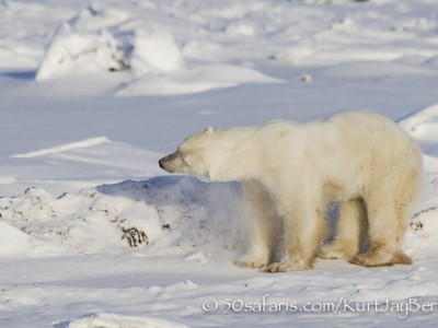 polar bear, fox, arctic fox, red fox, ice bear, bear, canada, churchill, hudson bay, ice, freeze, northern lights, aurora borealis, kurt jay bertels, ptarmigan, safari, photo safari, photographic safari, 50 safaris, 50 photographic safaris, photo tour, photo workshop, photo lessons, tundra, shaking, snow