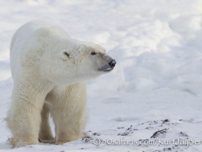 polar bear, fox, arctic fox, red fox, ice bear, bear, canada, churchill, hudson bay, ice, freeze, northern lights, aurora borealis, kurt jay bertels, ptarmigan, safari, photo safari, photographic safari, 50 safaris, 50 photographic safaris, photo tour, photo workshop, photo lessons, tundra