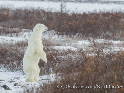 polar bear, fox, arctic fox, red fox, ice bear, bear, canada, churchill, hudson bay, ice, freeze, northern lights, aurora borealis, kurt jay bertels, ptarmigan, safari, photo safari, photographic safari, 50 safaris, 50 photographic safaris, photo tour, photo workshop, photo lessons, tundra, standing