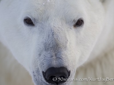 polar bear, fox, arctic fox, red fox, ice bear, bear, canada, churchill, hudson bay, ice, freeze, northern lights, aurora borealis, kurt jay bertels, ptarmigan, safari, photo safari, photographic safari, 50 safaris, 50 photographic safaris, photo tour, photo workshop, photo lessons, tundra, close up, face