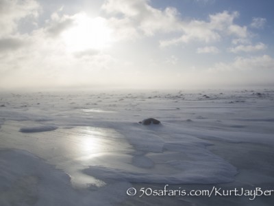 Polar bear, arctic, climate change, global warming, safari, photo safari, photographic safari, photo tour, bear, white, ice, photograph, wildlife photography, churchill, manitoba, canada, Kurt Jay Bertels