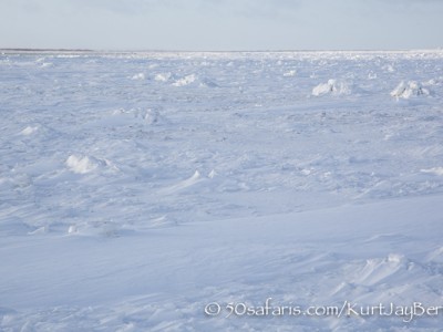 Polar bear, arctic, climate change, global warming, safari, photo safari, photographic safari, photo tour, bear, white, ice, photograph, wildlife photography, churchill, manitoba, canada, Kurt Jay Bertels