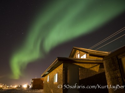 Polar bear, arctic, climate change, global warming, safari, photo safari, photographic safari, photo tour, bear, white, ice, photograph, wildlife photography, churchill, manitoba, canada, Kurt Jay Bertels, northern lights, southern lights, hudson bay, aurora borealis