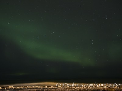 Polar bear, arctic, climate change, global warming, safari, photo safari, photographic safari, photo tour, bear, white, ice, photograph, wildlife photography, churchill, manitoba, canada, Kurt Jay Bertels, northern lights, southern lights, hudson bay, aurora borealis