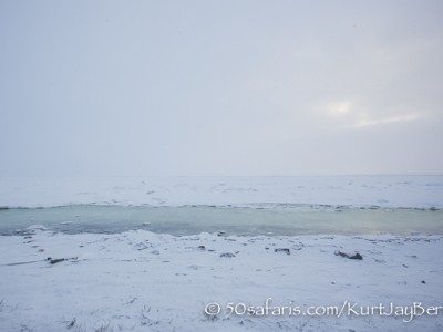 Polar Bear, ice bear, safari, photo safari, photographic safari, photo tour, wildlife photographic safari, canada, churchill, exclusive, kurt jay bertels, polar bear safari, 50 safaris, 50 photographic safaris, northern lights, aurora borealis, forest, tundra