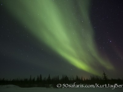 Polar Bear, ice bear, safari, photo safari, photographic safari, photo tour, wildlife photographic safari, canada, churchill, exclusive, kurt jay bertels, polar bear safari, 50 safaris, 50 photographic safaris, northern lights, aurora borealis, forest