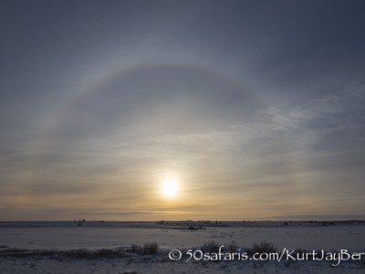 polar bear, fox, arctic fox, red fox, ice bear, bear, canada, churchill, hudson bay, ice, freeze, northern lights, aurora borealis, kurt jay bertels, ptarmigan, safari, photo safari, photographic safari, 50 safaris, 50 photographic safaris, photo tour, photo workshop, photo lessons, tundra, sun dog