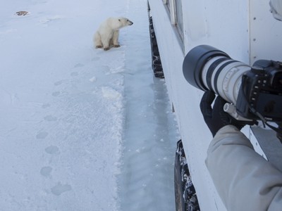 polar bear, fox, arctic fox, red fox, ice bear, bear, canada, churchill, hudson bay, ice, freeze, northern lights, aurora borealis, kurt jay bertels, ptarmigan, safari, photo safari, photographic safari, 50 safaris, 50 photographic safaris, photo tour, photo workshop, photo lessons, tundra, tundra buggy