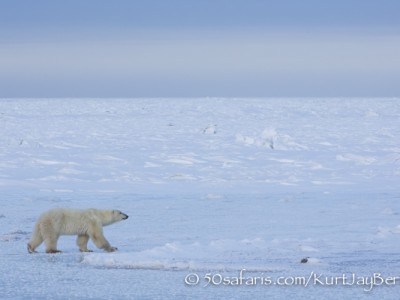 polar bear, fox, arctic fox, red fox, ice bear, bear, female, canada, churchill, hudson bay, ice, freeze, northern lights, aurora borealis, kurt jay bertels, ptarmigan, safari, photo safari, photographic safari, 50 safaris, 50 photographic safaris, photo tour, photo workshop, photo lessons, tundra