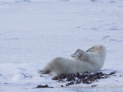 polar bear, fox, arctic fox, red fox, ice bear, bear, canada, churchill, hudson bay, ice, freeze, northern lights, aurora borealis, kurt jay bertels, ptarmigan, safari, photo safari, photographic safari, 50 safaris, 50 photographic safaris, photo tour, photo workshop, photo lessons, tundra, relaxing, sleeping, playing