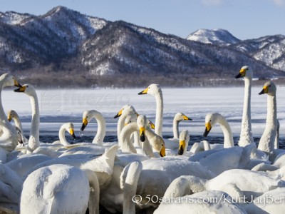 Japan, winter, wildlife, safari, photo safari, photo tour, photographic safari, photographic tour, photo workshop, wildlife photography, 50 safaris, 50 photographic safaris, kurt jay bertels, whooper swans, feeding, fighting, scenic