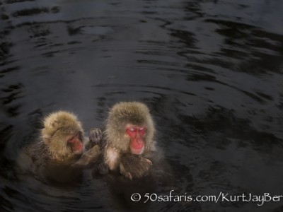 Japan, winter, wildlife, safari, photo safari, photo tour, photographic safari, photographic tour, photo workshop, wildlife photography, 50 safaris, 50 photographic safaris, kurt jay bertels, ice, snow monkey, japanese macaque, japanese monkey, grooming, swimming, bathing