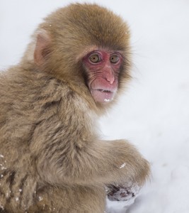 Japan, winter, wildlife, safari, photo safari, photo tour, photographic safari, photographic tour, photo workshop, wildlife photography, 50 safaris, 50 photographic safaris, kurt jay bertels, ice, snow monkey, japanese macaque, japanese monkey, baby, young, cute