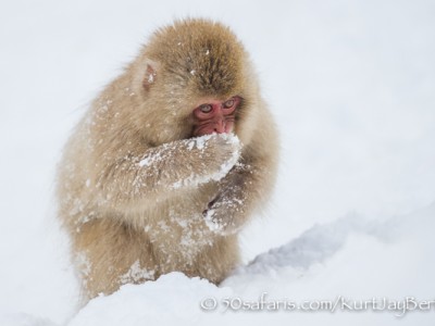 Japan, winter, wildlife, safari, photo safari, photo tour, photographic safari, photographic tour, photo workshop, wildlife photography, 50 safaris, 50 photographic safaris, kurt jay bertels, ice, snow monkey, japanese macaque, japanese monkey, baby, cute, eating, feeding