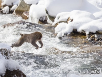 Japan, winter, wildlife, safari, photo safari, photo tour, photographic safari, photographic tour, photo workshop, wildlife photography, 50 safaris, 50 photographic safaris, kurt jay bertels, ice, snow monkey, japanese macaque, japanese monkey, crossing the river, jumping