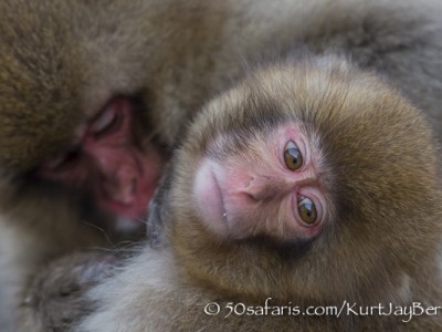 Japan, winter, wildlife, safari, photo safari, photo tour, photographic safari, photographic tour, photo workshop, wildlife photography, 50 safaris, 50 photographic safaris, kurt jay bertels, ice, snow monkey, japanese macaque, japanese monkey, baby, grooming, young, mother