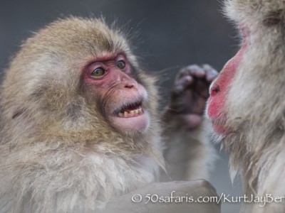 Japan, winter, wildlife, safari, photo safari, photo tour, photographic safari, photographic tour, photo workshop, wildlife photography, 50 safaris, 50 photographic safaris, kurt jay bertels, ice, snow monkey, japanese macaque, japanese monkey, baby, fighting, mother