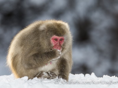 Japan, winter, wildlife, safari, photo safari, photo tour, photographic safari, photographic tour, photo workshop, wildlife photography, 50 safaris, 50 photographic safaris, kurt jay bertels, ice, snow monkey, japanese macaque, japanese monkey