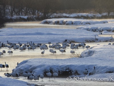 Japan, winter, wildlife, safari, photo safari, photo tour, photographic safari, photographic tour, photo workshop, wildlife photography, 50 safaris, 50 photographic safaris, kurt jay bertels, red crowned cranes, river, morning, sunrise,