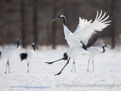 Japan, winter, wildlife, safari, photo safari, photo tour, photographic safari, photographic tour, photo workshop, wildlife photography, 50 safaris, 50 photographic safaris, kurt jay bertels, red crowned cranes, landing, flying, crane sanctuary, display, jumping