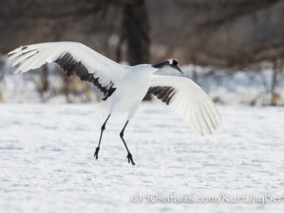 Japan, winter, wildlife, safari, photo safari, photo tour, photographic safari, photographic tour, photo workshop, wildlife photography, 50 safaris, 50 photographic safaris, kurt jay bertels, red crowned cranes, landing