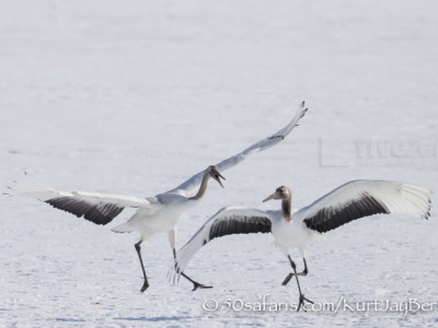 Japan, winter, wildlife, safari, photo safari, photo tour, photographic safari, photographic tour, photo workshop, wildlife photography, 50 safaris, 50 photographic safaris, kurt jay bertels, red crowned cranes, juvinle, young, playing, chasing, fighting