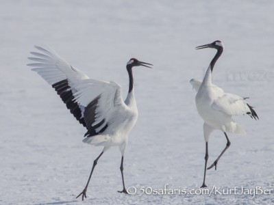 Japan, winter, wildlife, safari, photo safari, photo tour, photographic safari, photographic tour, photo workshop, wildlife photography, 50 safaris, 50 photographic safaris, kurt jay bertels, red crowned cranes, display, jumping