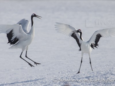 Japan, winter, wildlife, safari, photo safari, photo tour, photographic safari, photographic tour, photo workshop, wildlife photography, 50 safaris, 50 photographic safaris, kurt jay bertels, red crowned cranes, display, jumping