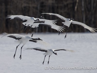 Japan, winter, wildlife, safari, photo safari, photo tour, photographic safari, photographic tour, photo workshop, wildlife photography, 50 safaris, 50 photographic safaris, kurt jay bertels, red crowned cranes, landing, flock, group, flying