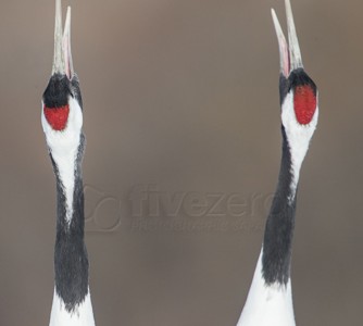 Japan, winter, wildlife, safari, photo safari, photo tour, photographic safari, photographic tour, photo workshop, wildlife photography, 50 safaris, 50 photographic safaris, kurt jay bertels, red crowned cranes, calling, displaying, singing