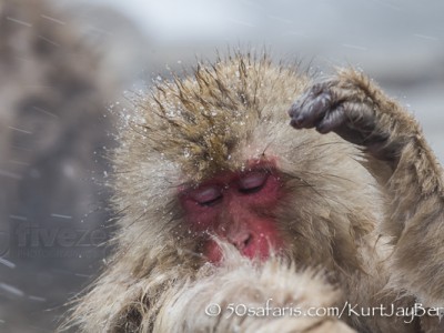 Japan, winter, wildlife, safari, photo safari, photo tour, photographic safari, photographic tour, photo workshop, wildlife photography, 50 safaris, 50 photographic safaris, kurt jay bertels, ice, snow monkey, japanese macaque, japanese monkey, swimming, hot spring, bathing, relaxing, grooming