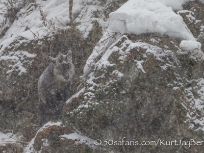 Japan, winter, wildlife, safari, photo safari, photo tour, photographic safari, photographic tour, photo workshop, wildlife photography, 50 safaris, 50 photographic safaris, kurt jay bertels, ice, japanese serow, serow, antelope, mammal