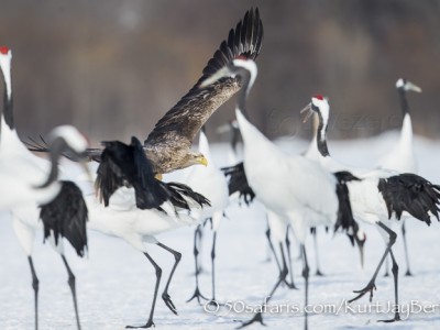 Japan, winter, wildlife, safari, photo safari, photo tour, photographic safari, photographic tour, photo workshop, wildlife photography, 50 safaris, 50 photographic safaris, kurt jay bertels, red crowned cranes, white tailed eagle, flying, stealing fish