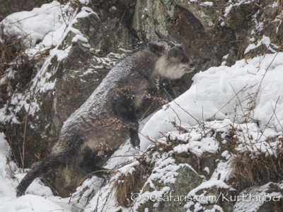 Japan, winter, wildlife, safari, photo safari, photo tour, photographic safari, photographic tour, photo workshop, wildlife photography, 50 safaris, 50 photographic safaris, kurt jay bertels, ice, japanese serow, serow, antelope, mammal