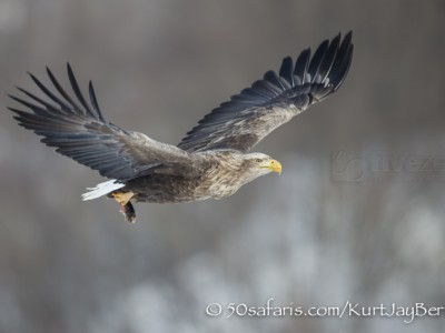 Japan, winter, wildlife, safari, photo safari, photo tour, photographic safari, photographic tour, photo workshop, wildlife photography, 50 safaris, 50 photographic safaris, kurt jay bertels, white tailed eagle, fish