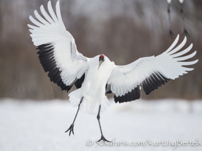 Japan, winter, wildlife, safari, photo safari, photo tour, photographic safari, photographic tour, photo workshop, wildlife photography, 50 safaris, 50 photographic safaris, kurt jay bertels, Japanese red crowned crane, landing, flying