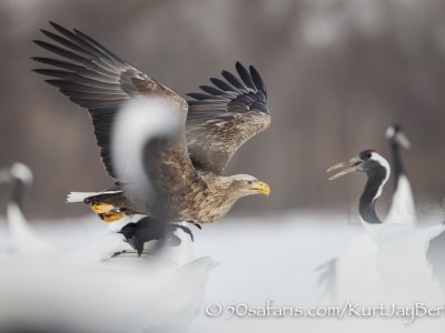 Japan, winter, wildlife, safari, photo safari, photo tour, photographic safari, photographic tour, photo workshop, wildlife photography, 50 safaris, 50 photographic safaris, kurt jay bertels, white tailed eagle, japanese red crowned crane, flying, fighting, fish