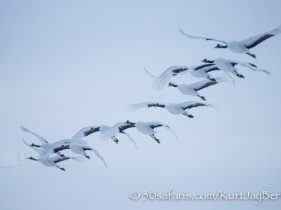 Japan, winter, wildlife, safari, photo safari, photo tour, photographic safari, photographic tour, photo workshop, wildlife photography, 50 safaris, 50 photographic safaris, kurt jay bertels, red crowned cranes, flying, flock