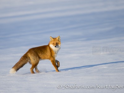 Japan, winter, wildlife, safari, photo safari, photo tour, photographic safari, photographic tour, photo workshop, wildlife photography, 50 safaris, 50 photographic safaris, kurt jay bertels, red crowned cranes, red fox, running