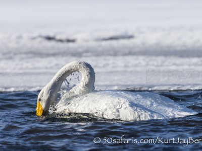 Japan, winter, wildlife, safari, photo safari, photo tour, photographic safari, photographic tour, photo workshop, wildlife photography, 50 safaris, 50 photographic safaris, kurt jay bertels, whooper swans, ice, water, bathing